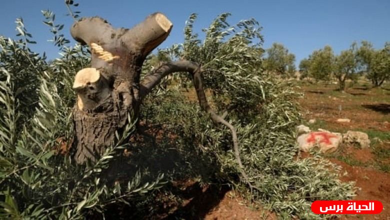مستوطنون يقطعون 50 شجرة زيتون جنوب نابلس